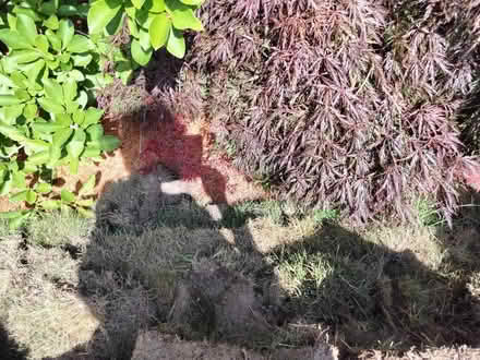 Photo of free Fresh cut grass lawn sod (Juanita (Kirkland)) #3