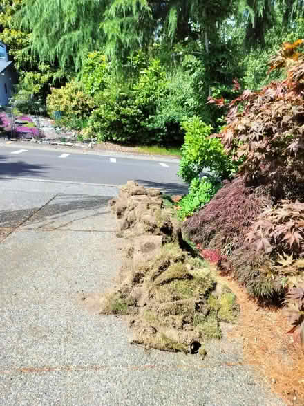Photo of free Fresh cut grass lawn sod (Juanita (Kirkland)) #2