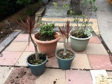 Photo of free Last of the summer plants (Shorton TQ3) #2