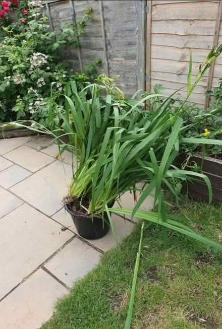 Photo of free Pond plant (Welling DA16) #1