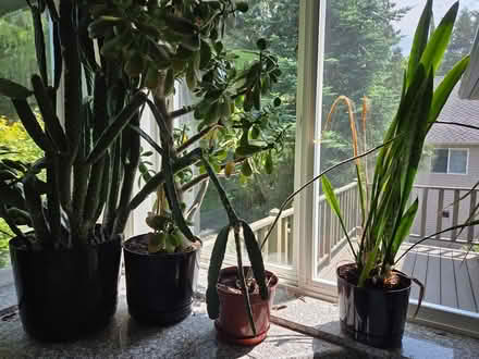 Photo of free House plants (Bull Mountain, Tigard) #2