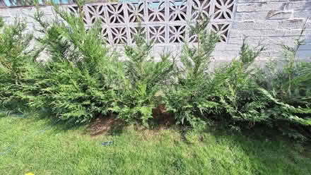 Photo of free Trees (Sherborne DT9) #1