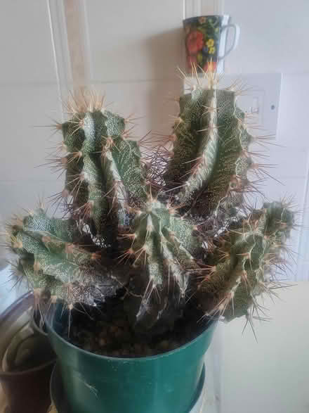 Photo of free Large(ish) cactus (Coates) #1