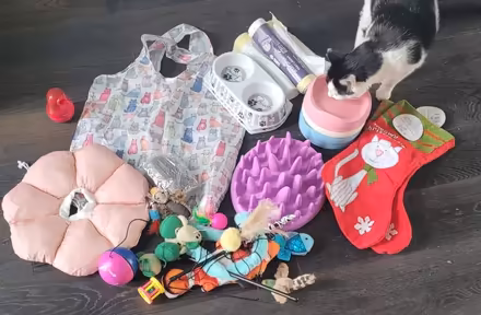 Photo of free cat toys, bowls etc (Morden (near Ravensbury Park)) #2
