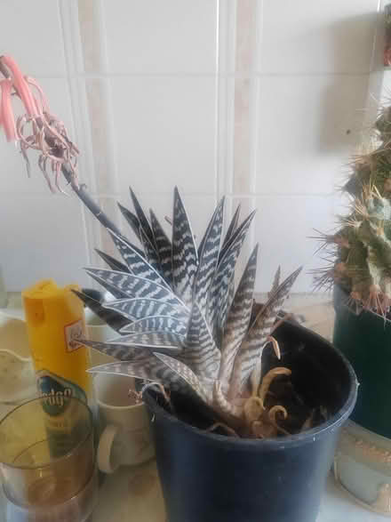 Photo of free Plant (Whittlesey) #1