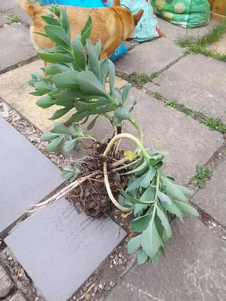 Photo of free Ice Plant (Killamarsh S21) #1