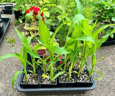 Photo of free Sweetcorn plants ready to plant (Hatfield AL10) #1