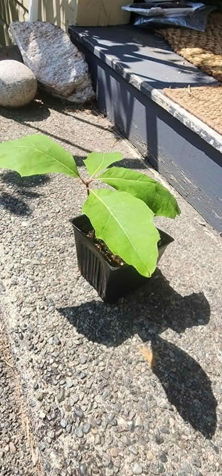 Photo of free Volunteer oak seedling (Maple Leaf) #1