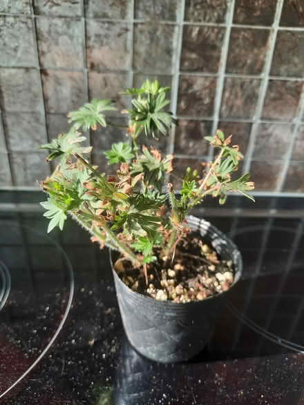 Photo of free Geranium Sanguineum (Morden SM4) #2