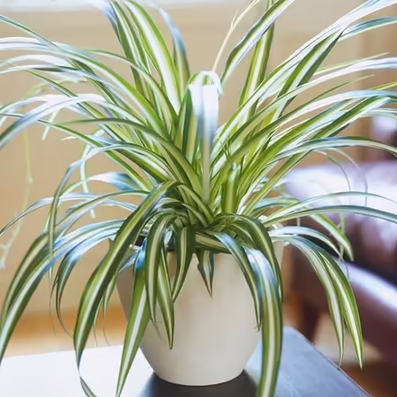 Photo of spider plant (King's Hedges Ward CB4) #1