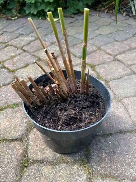 Photo of free Another Umbrella plant (Frizinghall BD9) #1