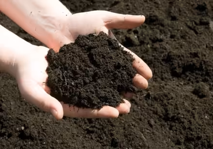 Photo of Soil for plants (Eye,) #1