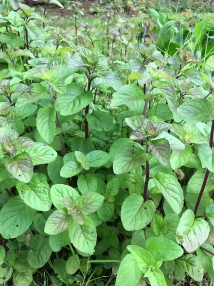 Photo of free Water mint pond plant (Offerton SK2) #1