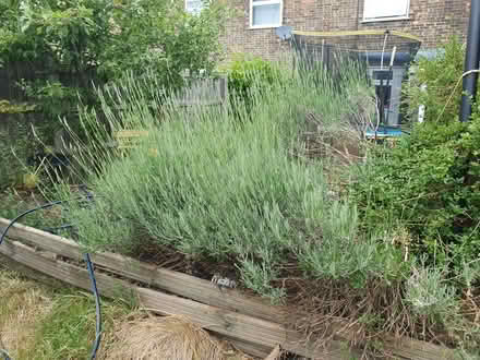 Photo of free Jasmine and lavender bush (SG1) #1