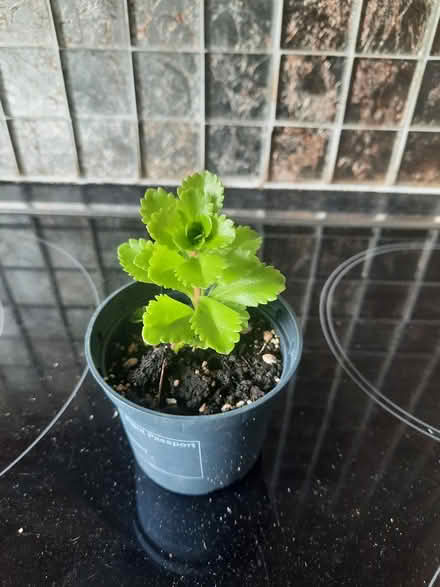 Photo of free Sedum yellow or pink flowers (Morden SM4) #2