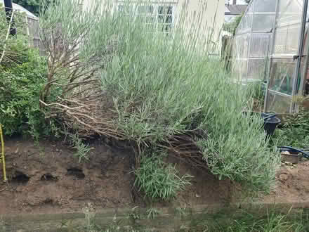 Photo of free Jasmine and lavender bush (SG1) #2