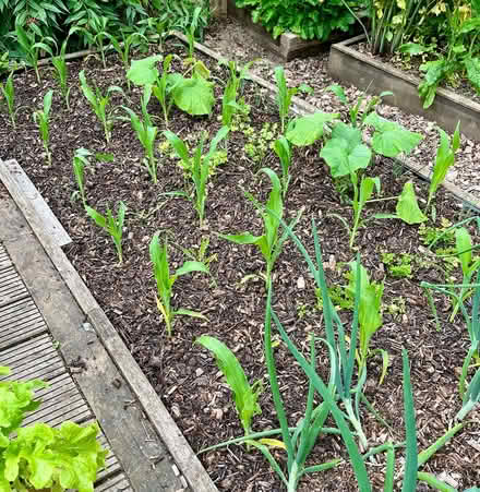 Photo of free Sweetcorn plants ready to plant (Hatfield AL10) #2