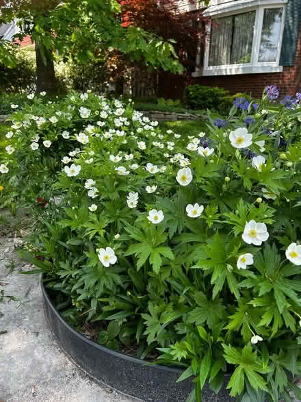 Photo of free Canada anemone (Elmvale Acres) #1