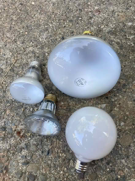 Photo of free Various incandescent light bulbs (Cambrian area, San Jose) #1