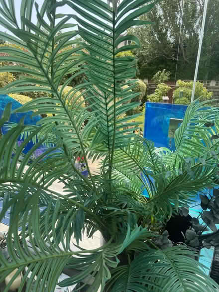 Photo of free Artificial plants (Poole BH14) #1