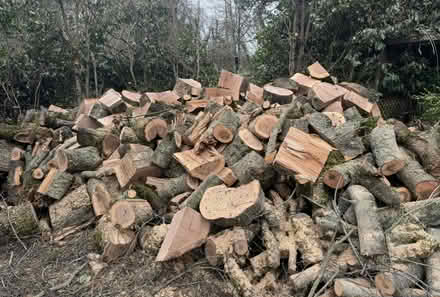 Photo of free Red oak firewood (SW Taylor’s Ferry and 62nd) #1