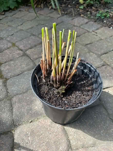 Photo of free Umbrella plant. (Frizinghall BD9) #1