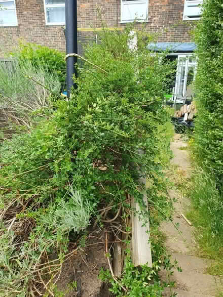 Photo of free Jasmine and lavender bush (SG1) #4