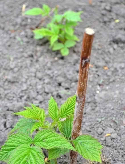 Photo of free Raspberry canes/runners (Tilehurst RG31) #1