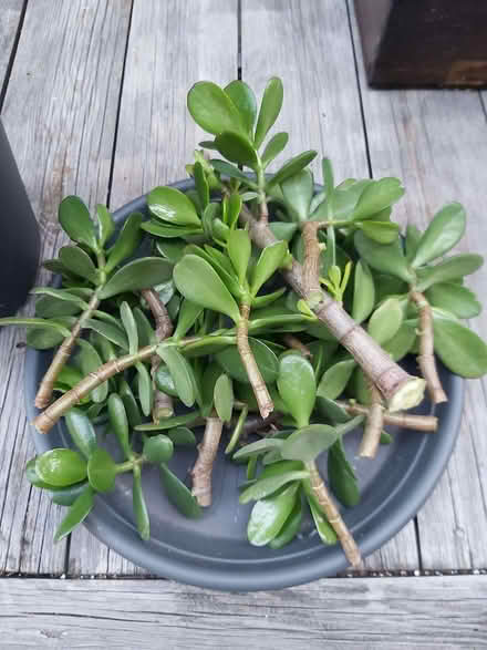 Photo of free beautiful jade plant cuttings (Kingsmead) #1