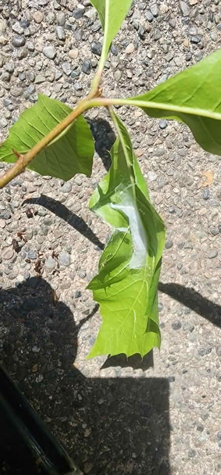 Photo of free Volunteer oak seedling (Maple Leaf) #2