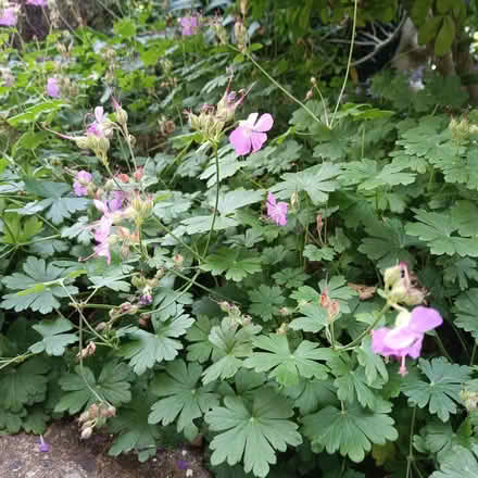 Photo of free Hardy Pink Geranium (Haldens AL7) #2