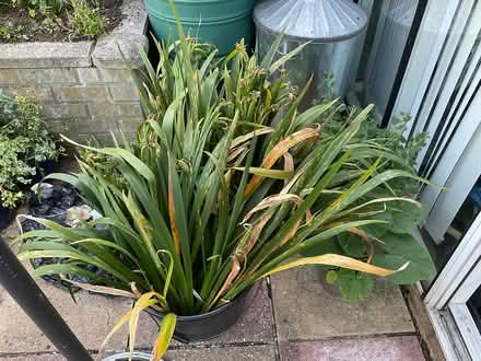 Photo of free plants (Mottingham) #3