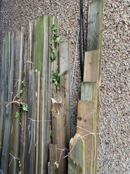 Photo of free Wood from old fence.. + wood door.. for allotment (Bromley North BR1) #3