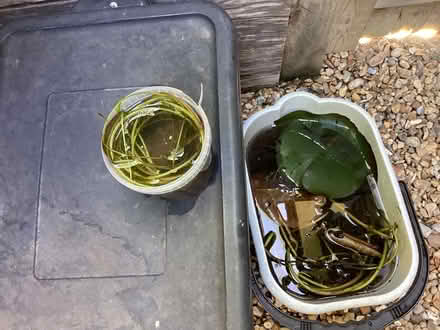Photo of free Pond plants, just water lily now (Surrenden BN1) #2