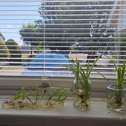 Photo of free Spider plant babies (Orton Waterville) #1