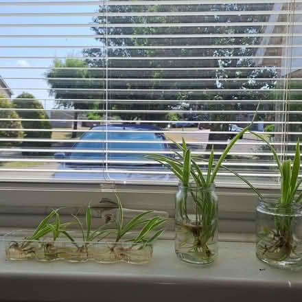 Photo of free Spider plant babies (Orton Waterville) #1