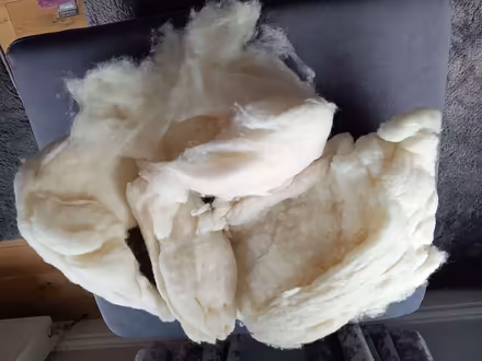 Photo of free Alpaca fur suitable for crafting (Netherfield, Kendal LA9) #1