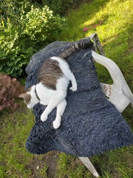Photo of free Rug for allotment etc (Splott CF24) #1