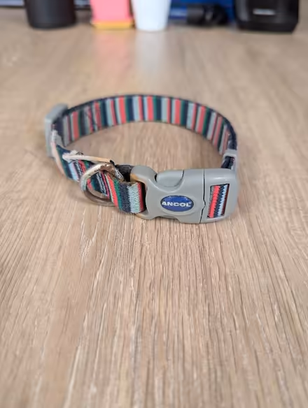 Photo of free Dog collar (Chippenham SN14) #1