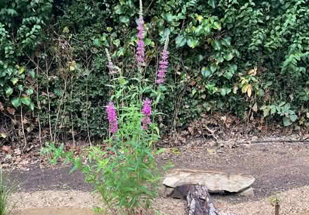 Photo of free Purple loosestrife (World’s End Burgess Hill) #1