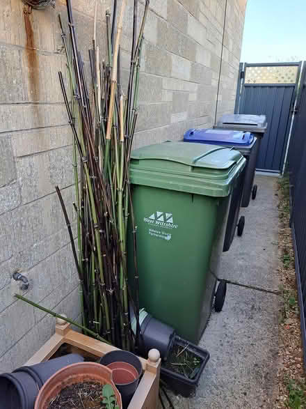 Photo of free Bamboo canes (melksham east SN12) #1