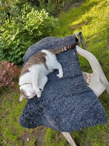 Photo of free Rug for allotment etc (Splott CF24) #2
