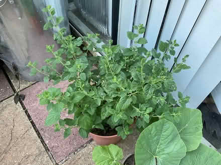 Photo of free plants (Mottingham) #1