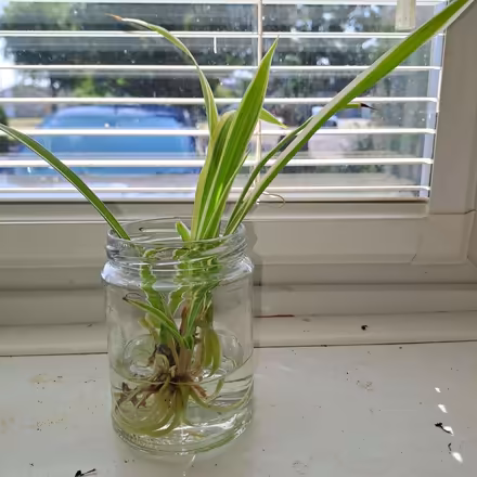 Photo of free Spider plant babies (Orton Waterville) #2