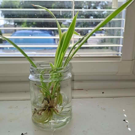 Photo of free Spider plant babies (Orton Waterville) #2