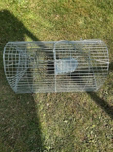 Photo of free Humane rat catcher (New Malden KT3) #1