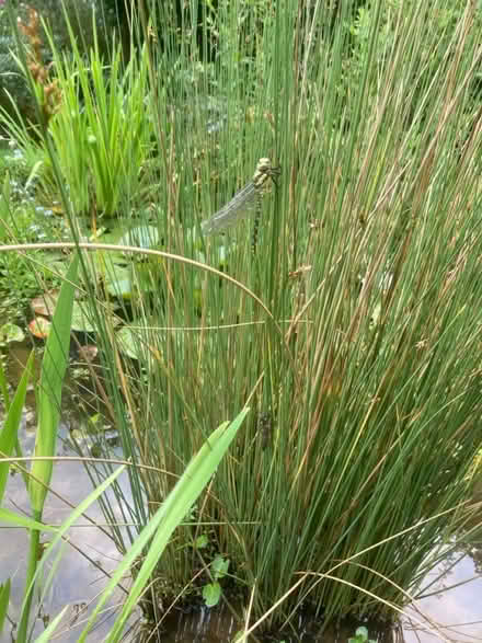 Photo of free Hard rush - pond plant (World’s End Burgess Hill) #2