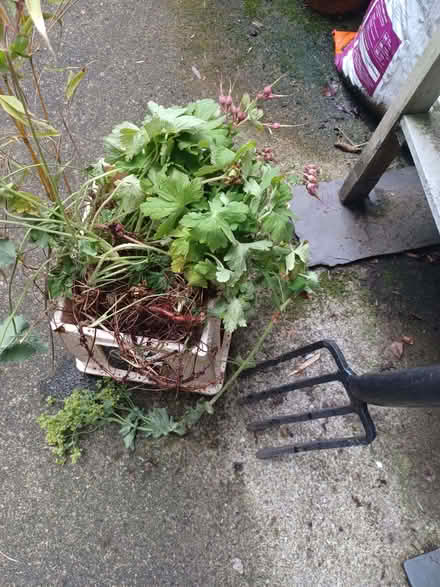 Photo of free Geraniums (Calton EH7) #1