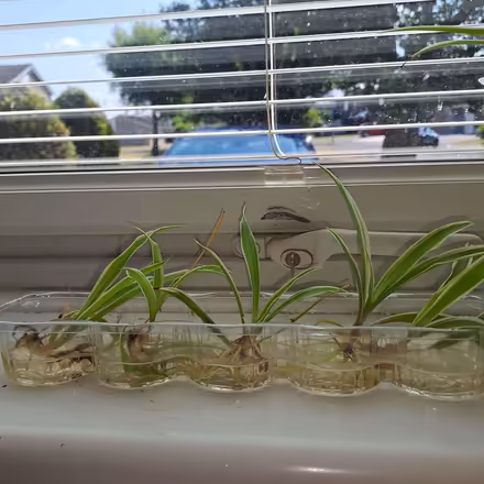 Photo of free Spider plant babies (Orton Waterville) #3