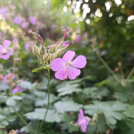 Photo of free Hardy Pink Geranium (Haldens AL7) #1